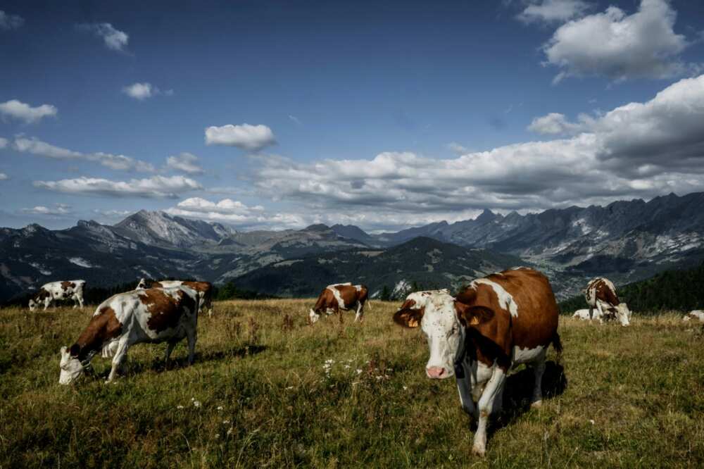 A dry summer in France has left cows struggling to find enough grass to produce milk for cheese
