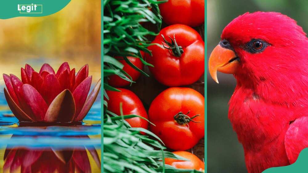 Things that are red; lotus plant, tomatoes, and parrots