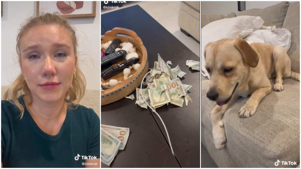 Dog and dollars/Lady cried over loss of money.