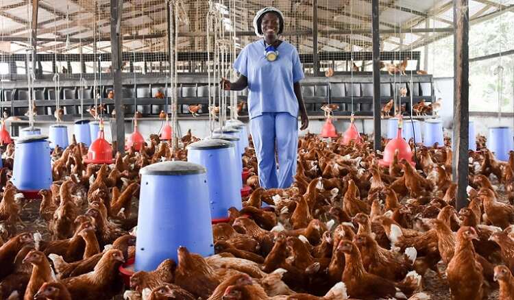 Poultry farmers