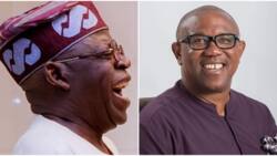 2023 Elections: Tinubu Will Defeat Peter Obi, APGA in Anambra, APC Chieftain Declares, Gives Strong Reasons