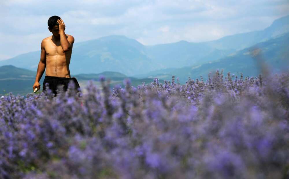 Overproduction and EU health labels have Bulgarian producers of lavender essential oil sweating
