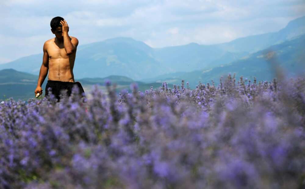 Overproduction and EU health labels have Bulgarian producers of lavender essential oil sweating Overproduction and EU health labels have Bulgarian producers of lavender essential oil sweating