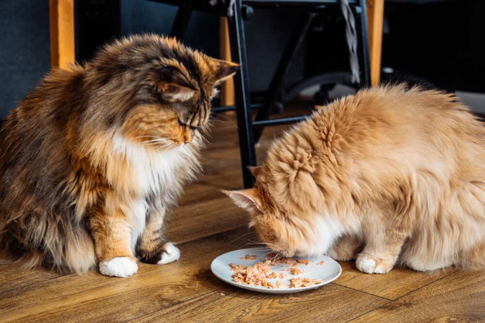 chaton le plus beau du monde le maine coon