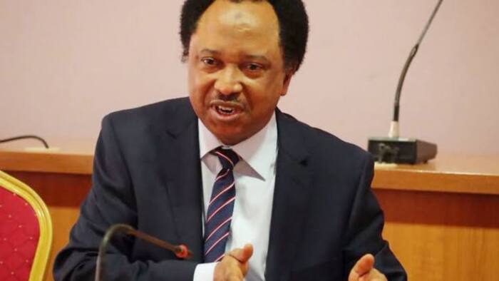 Shehu Sani: Idan An Kasa Nuna Makarantun da Tinubu ya Halarta, An ga Wadanda Ya Gina