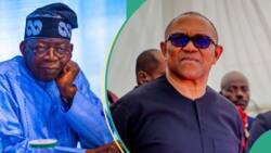 Tribunal Judgement: Peter Obi’s top campaigner shares why he thinks PEPT may issue verdict in wee hours