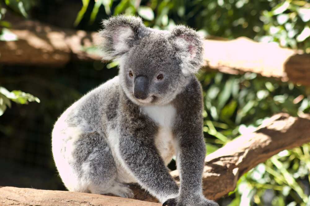 what's the dumbest animal what's the dumbest animal