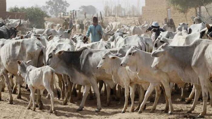 Insecurity: Miyetti Allah cries out after 21 cows are poisoned to death in the north
