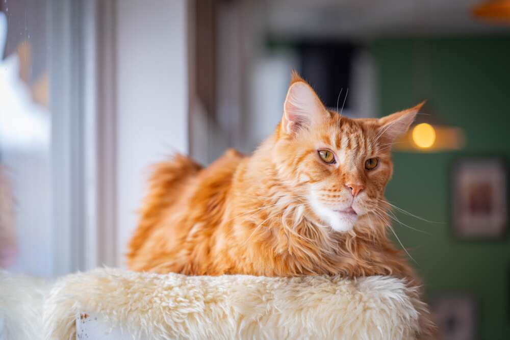 What cat is the rarest? What cat is the rarest?