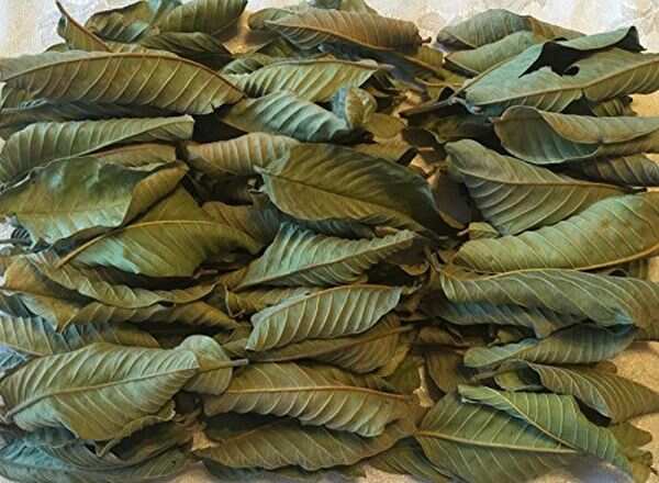 How to dry guava leaves for tea