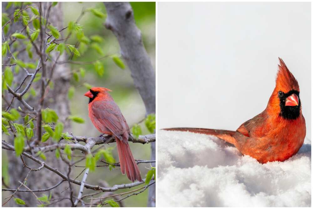 What do cardinals represent