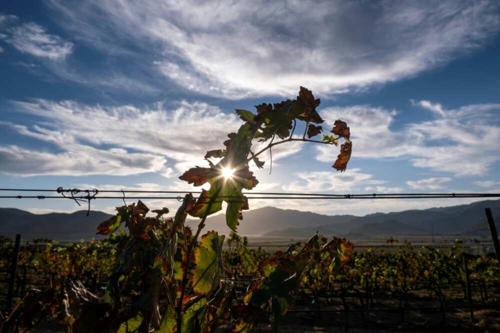 The Guadalupe Valley produces 75 percent of Mexican wine, but vintners fear for the future of their picturesque corner of northwestern Mexico