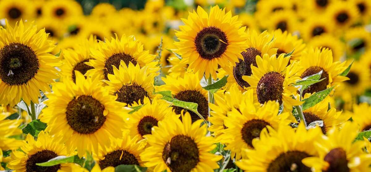 Beautiful sunflower quotes, sayings, puns, and memes to make your day -  