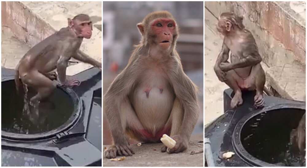 Group of monkeys seen swimming inside a water storage tank in Lagos state.