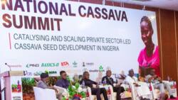 Experts harp on need to expand cassava cultivation in Nigeria
