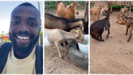"They will give birth at once": Man rejoices as all his 34 goats get pregnant same time, posts video