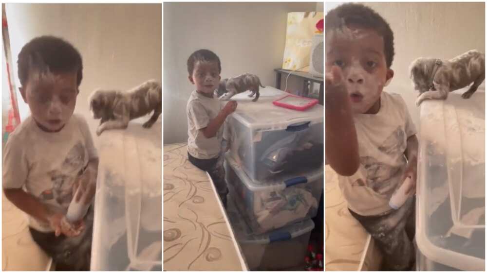 Little Child Scatters Everything, Pours Baby Powder on His Face and Dog, Mum Screams in Funny Video Little Child Scatters Everything, Pours Baby Powder on His Face and Dog, Mum Screams in Funny Video