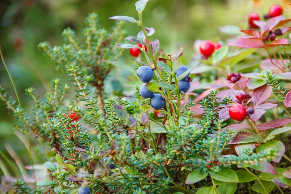 Natural diuretic herbs: Juniper