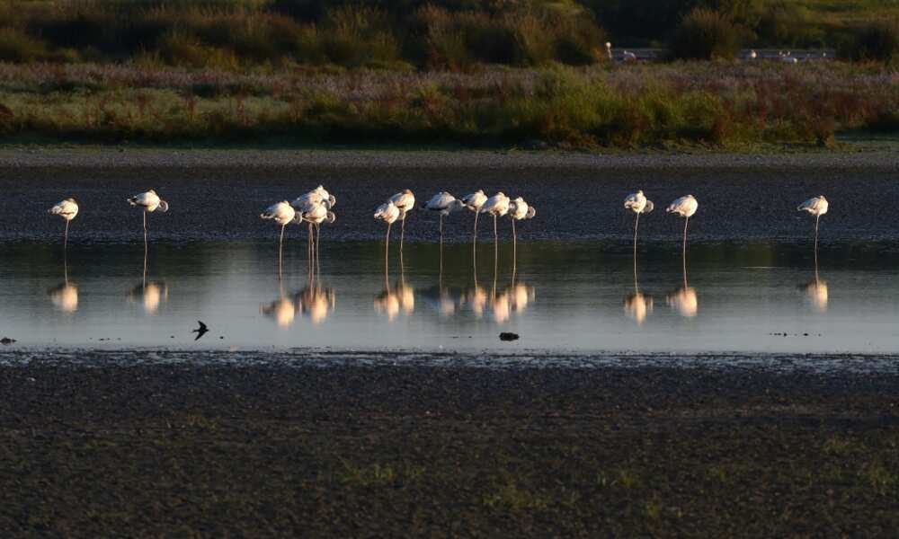Donana National Park is home to one of Europe's largest wetlands Donana National Park is home to one of Europe's largest wetlands