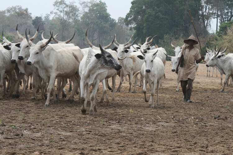Panic as 4 herdsmen shot dead, hundreds of cows stolen as gunmen attack herders' settlement in Anambra