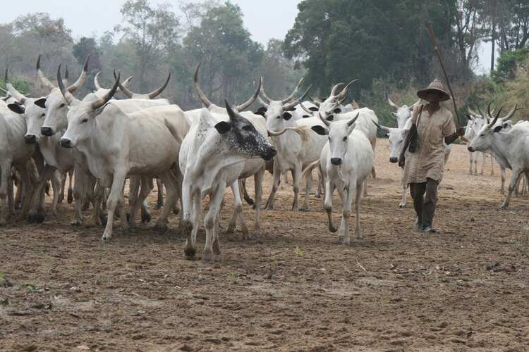 Oyo cattle traders lose N5bn to COVID-19, says Miyetti Allah