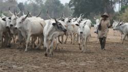 Panic as 4 herdsmen killed, hundreds of cows stolen as gunmen attack herders' settlement in Anambra