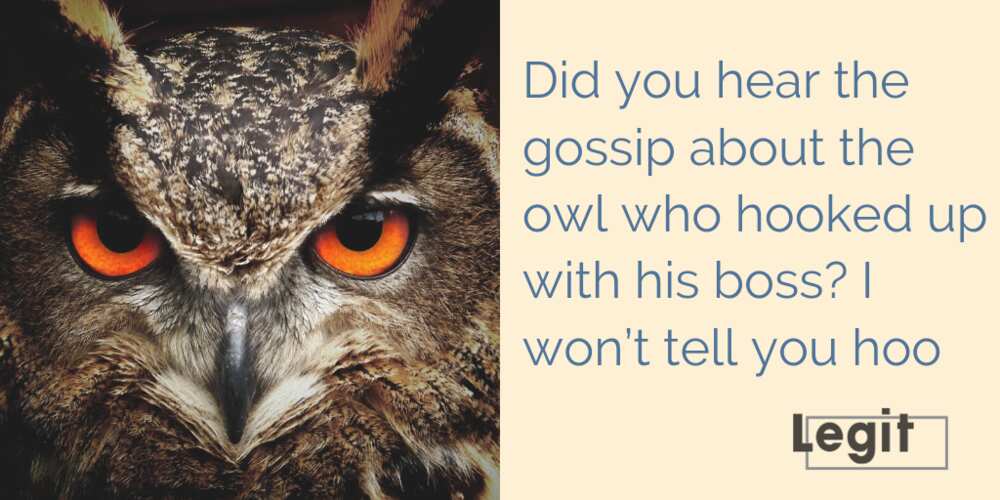 owl puns