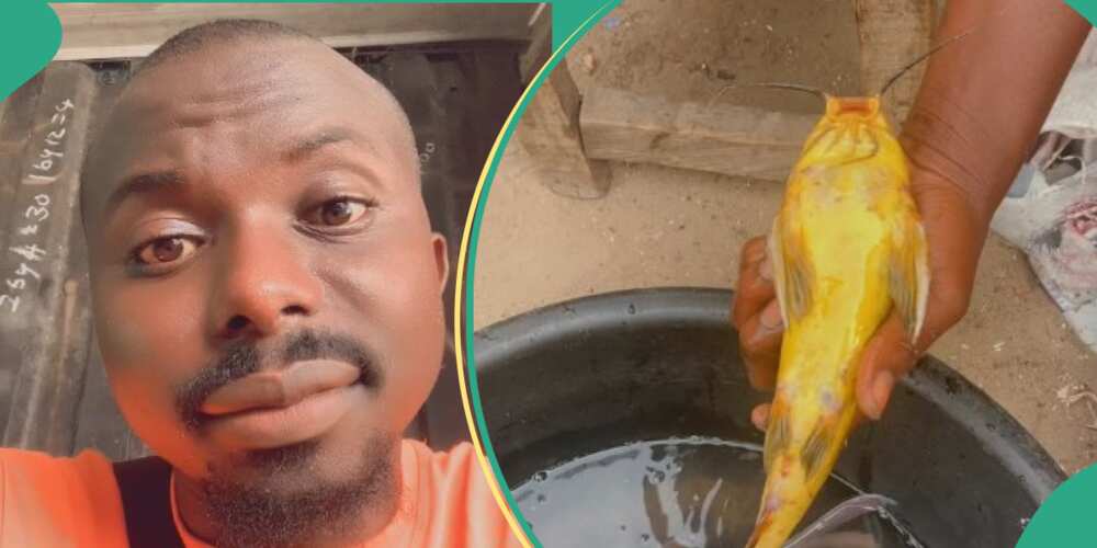 Man catches gold-coloured fish