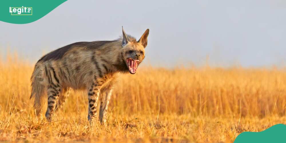 Hyena escapes from Jos Wildlife Park