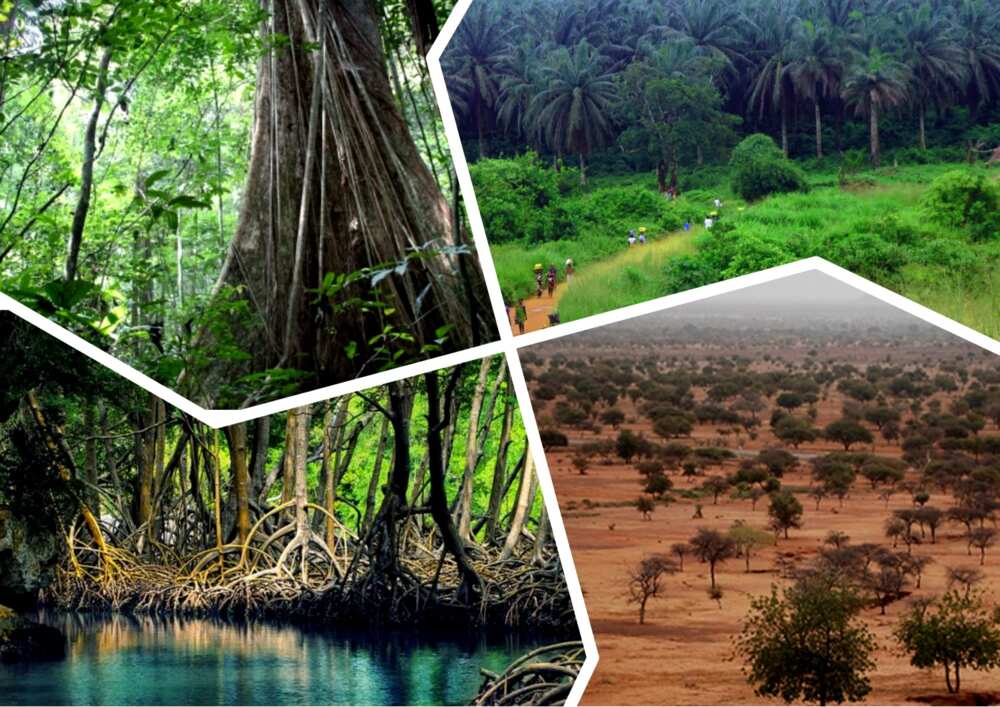 Forests VS Savannas