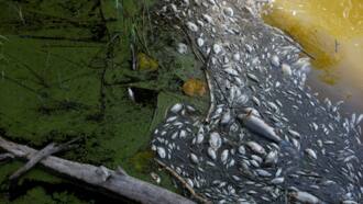 Polish firemen pull tonnes of dead fish from Oder river