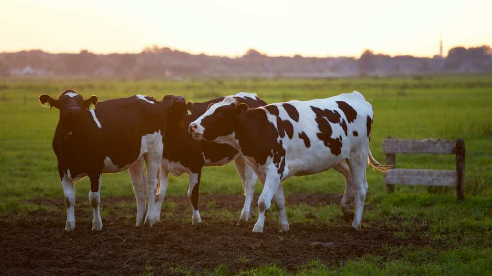 agriculture in Nigeria