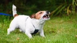 Votre chien montre les dents et grogne ? Les différentes raisons