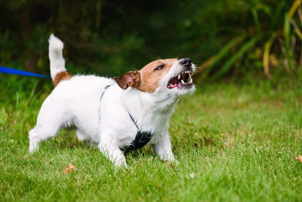 chien qui montre les dents