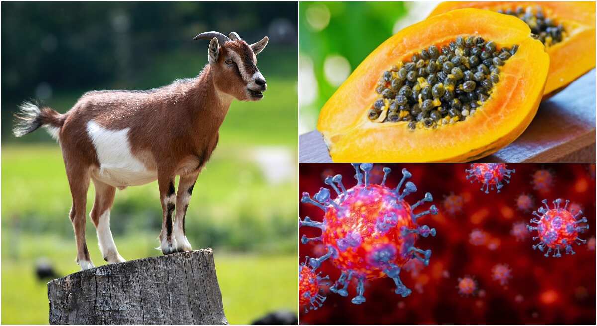 COVID-19: Pawpaw, goat test positive for coronavirus - Magufuli