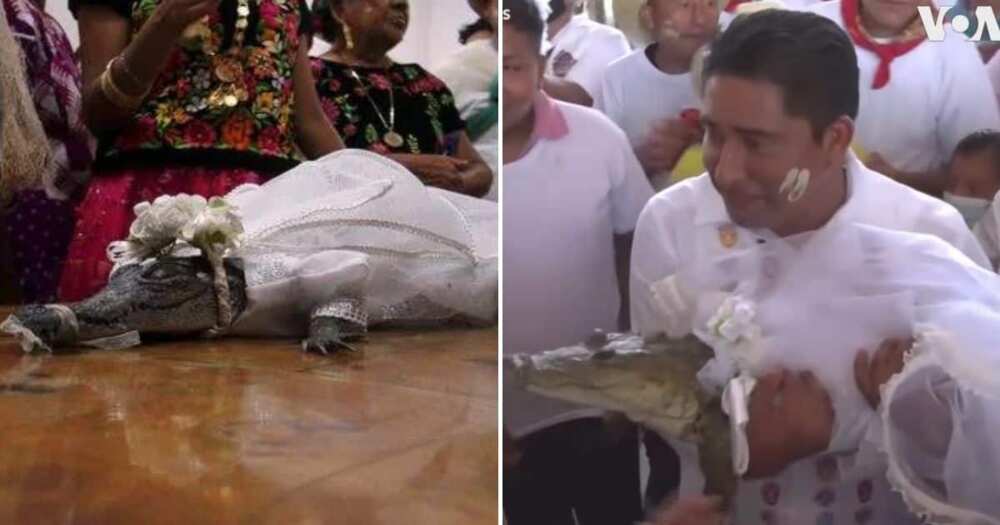 Relationships, Wedding, Marriage, World News, Mexican Mayor, Marries Alligator, Nuptial Kiss, Village