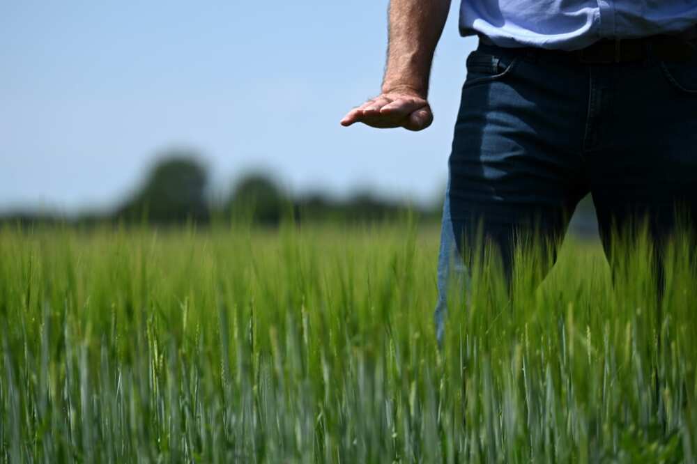 Farmer Lars Jonsson shows how high the barley should be at his farm