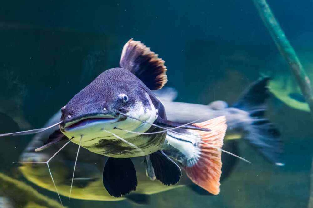 Redtail catfish