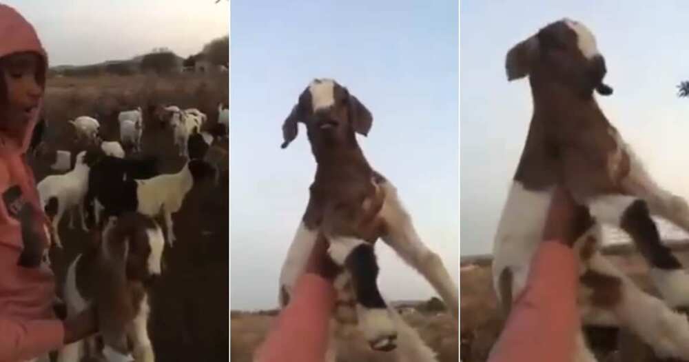 'Lmao’: Hilarious Video of Boy Reenacting the Lion King With His Goat