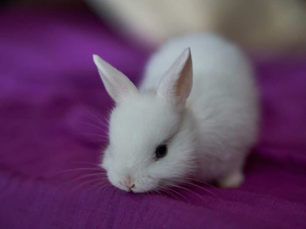 cute rabbit