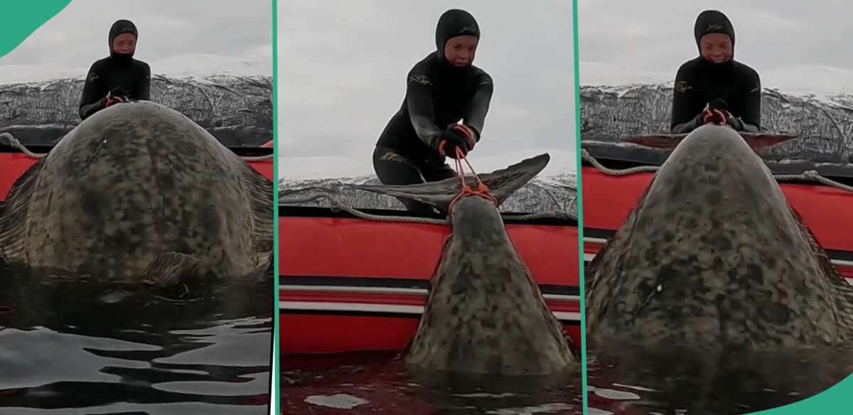 Wonderful: Lucky Fisherman Catches Big Fish Called Halibut, Unable to Drag  it into Fishing Boat 