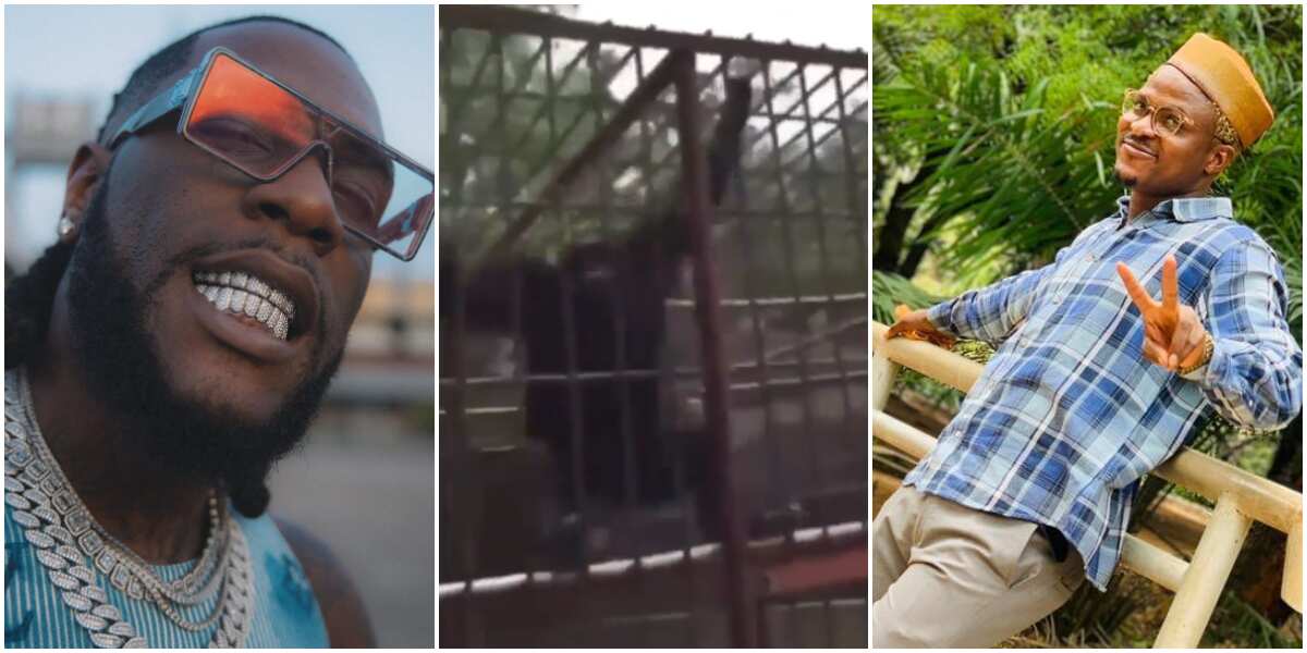 Free Me: Burna Boy Reacts to Video of Man Shouting His Name on Sighting  Chimpanzee at Zoo ▷ Legit.ng