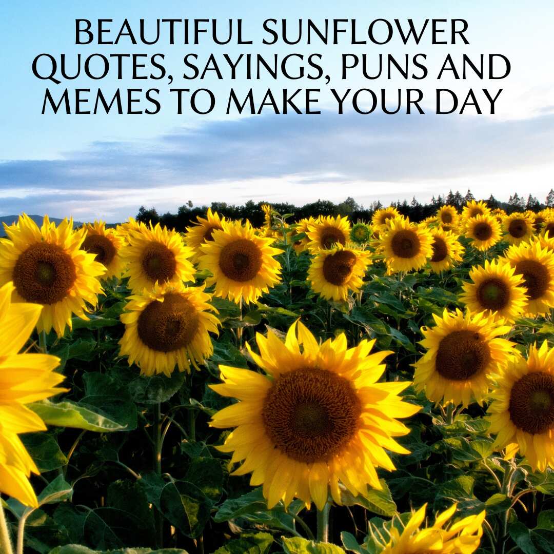 Beautiful Sunflower Quotes, Sayings, Puns, And Memes To Make Your Day ...