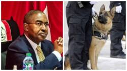 'We need more sniffer dogs, 1 costs $20,000,' Top government agency boss tells lawmakers, FG