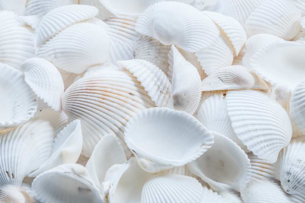Stacked white seashells