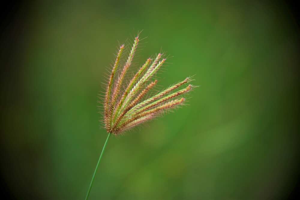 grasses and their botanical names grasses and their botanical names