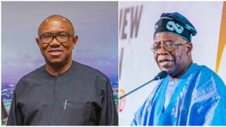 2023 presidency: Tinubu or Obi? Famous presidential candidate to withdraw from race, name whom he'll support