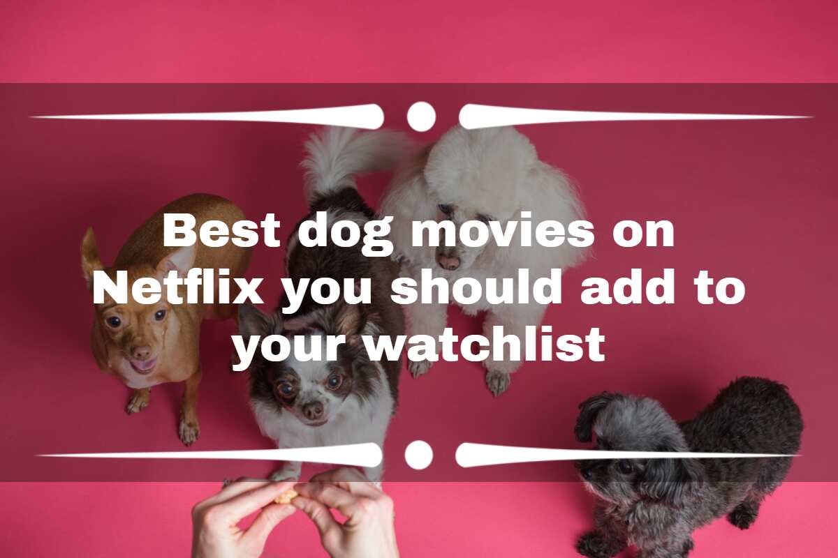 25 best dog movies on Netflix you should add to your watchlist