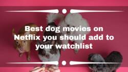 25 best dog movies on Netflix you should add to your watchlist