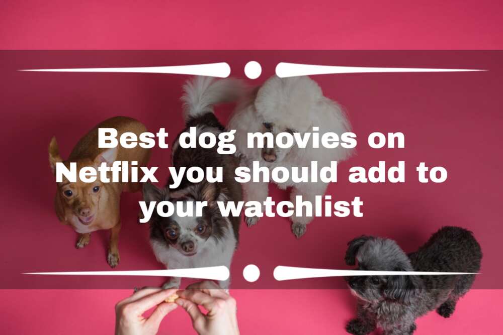 A dog's hot sale life netflix